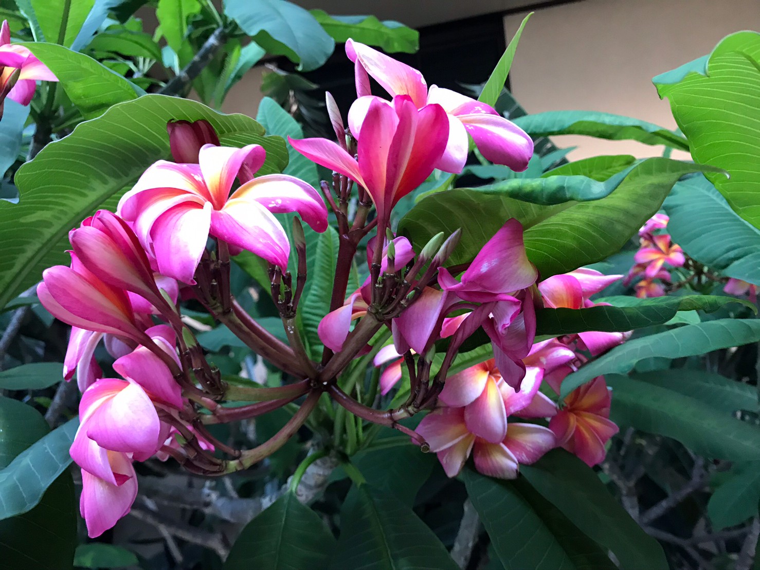 綺麗 美味しい ハワイは花もフルーツも今が旬 Aloha Girl