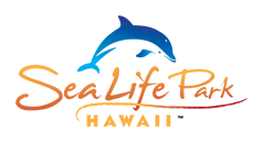 Family Oahu Aquarium - Swim with Dolphins in Oahu | Sea Life Park Hawaii