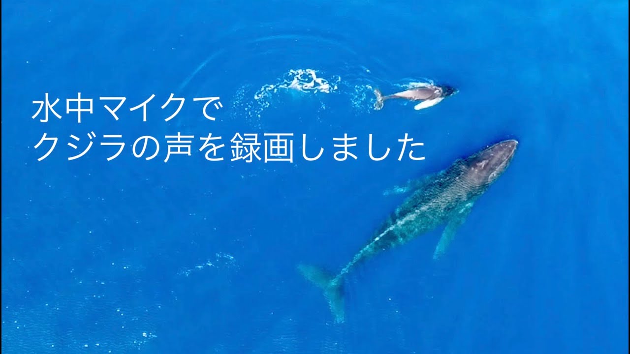 【ハワイのクジラ】クジラウオッチングツアー中に水中マイクで録画したクジラの声です。 - YouTube