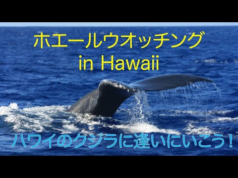 【クジラウオッチングツアー ハワイ】ハワイで鯨を見よう！2021年12月からクジラウオッチングツアーが始まりましたよー！ - YouTube