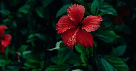 【 ハワイの恋を彩る魔法の花 】ハイビスカスと恋のおまじない | ALOHA GIRL