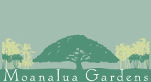 Moanalua Gardens | Hitachi Tree | Botanical Gardens | Exceptional Trees| Honolulu, Hawaii