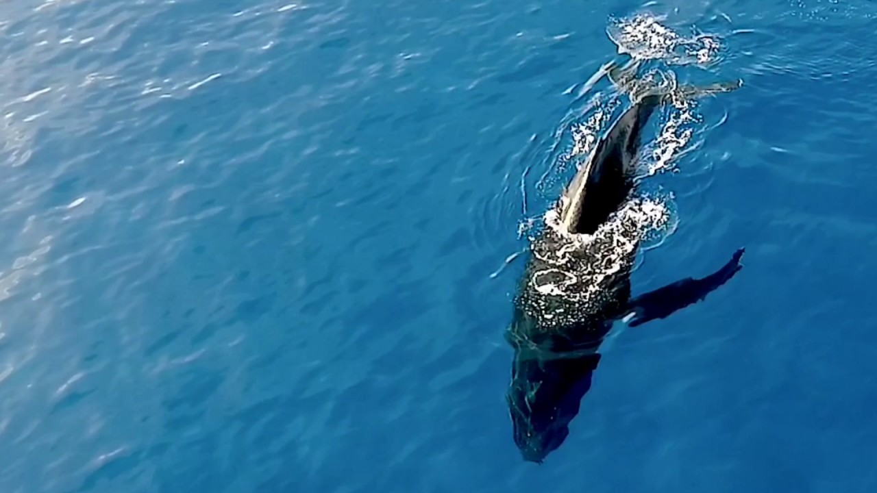 オアフ島のウエストサイドで撮影したクジラです - YouTube