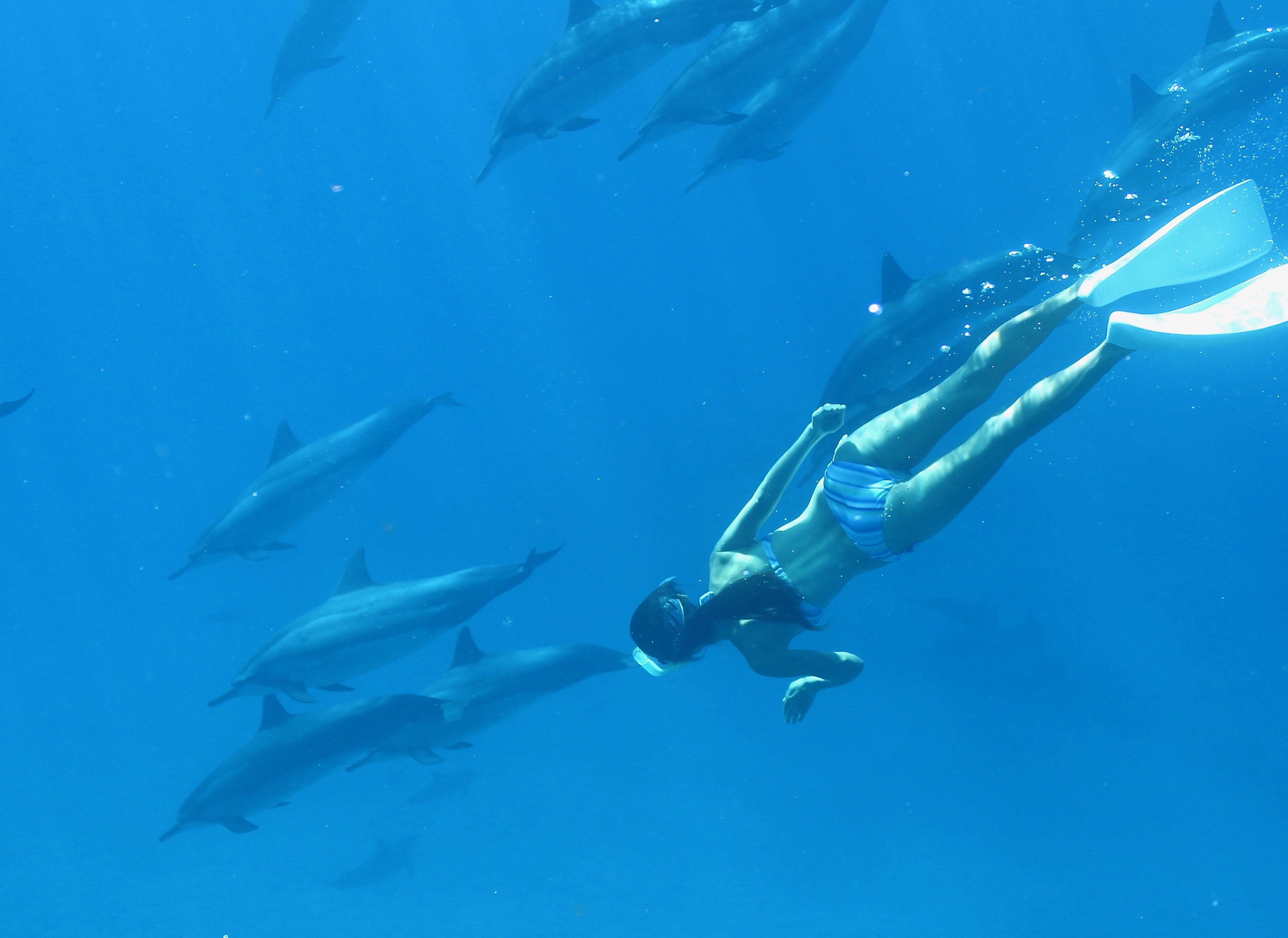 イルカは海の天使ー野生のイルカと泳ぐツアーの始まり | ALOHA GIRL