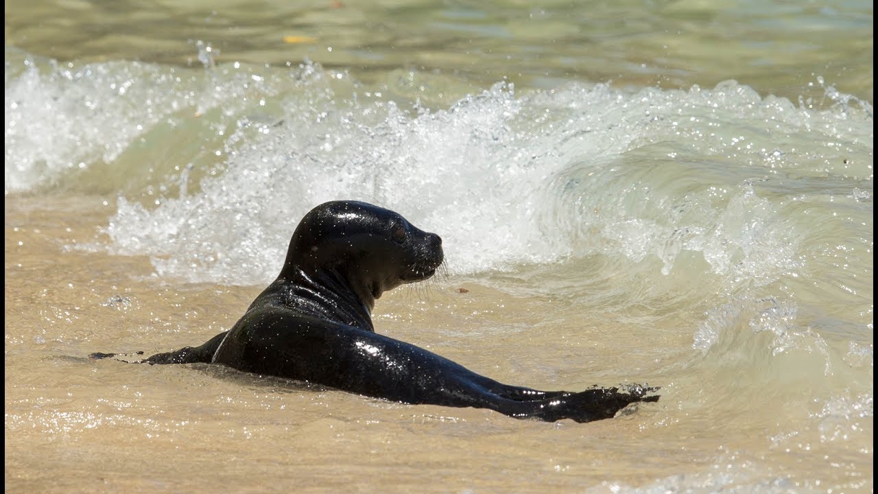 Hawaiian Monk Seal Pup Cam Kaimana Beach - YouTube